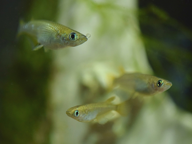 水草の間を泳ぐ3匹のメダカと白い背景の気泡