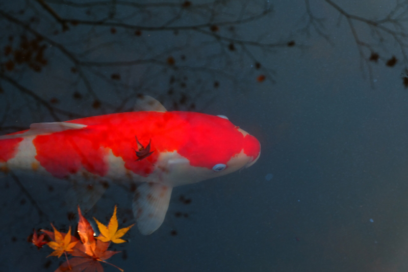 紅葉が浮かぶ池を泳ぐ赤と白の模様の錦鯉