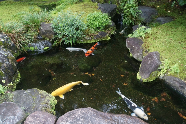 岩に囲まれた池を泳ぐ色とりどりの錦鯉と周囲の植物