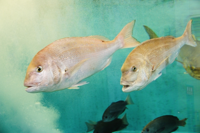 水槽内を泳ぐ2匹の大きなマダイと背景の黒い魚たち