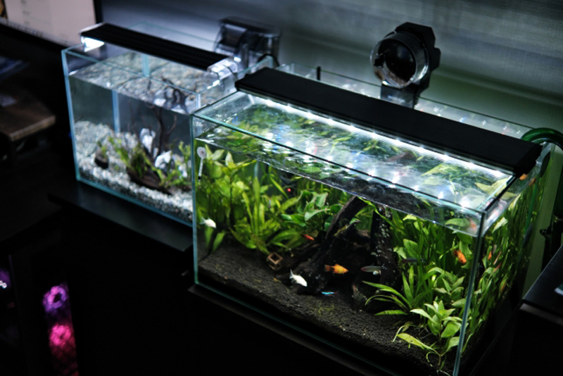 LED照明を設置した水草と小型魚の並ぶ水槽二つ
