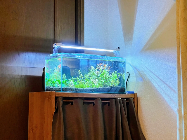 照明が点灯した水草水槽と木製ラックの設置風景
