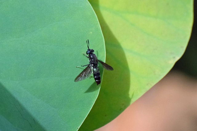 緑色の大きな葉の上に止まる黒い小さな昆虫の姿