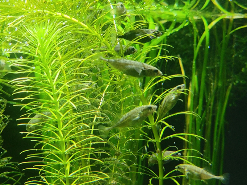 水草の茂みを泳ぐ複数のメダカと気泡の付いた水槽内景観