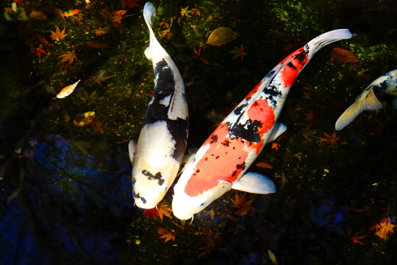 紅葉が沈む池を泳ぐ紅白と三色の錦鯉