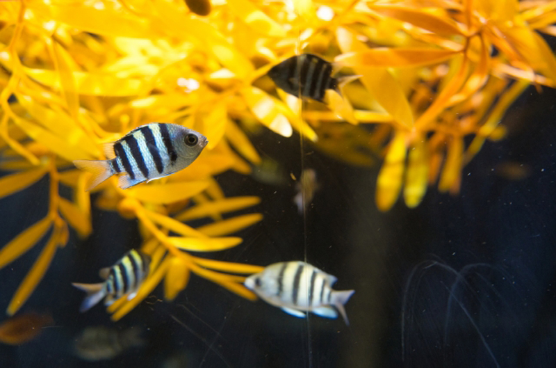 黄色の海藻と黒い縞模様のある海水魚の群れ