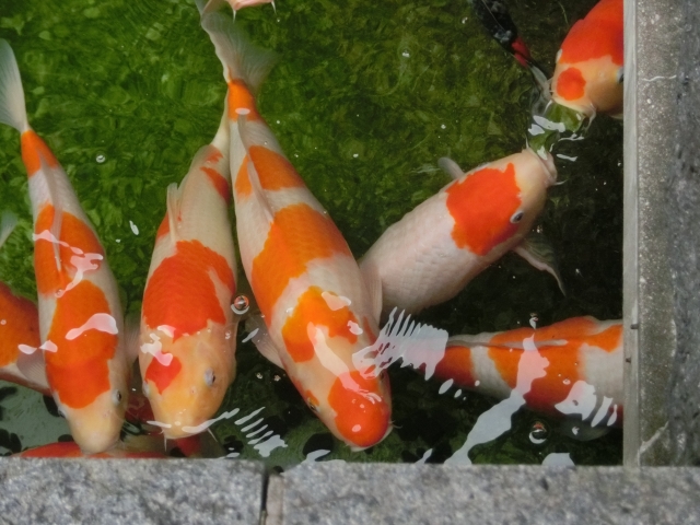 石造りの池で群れをなして泳ぐ紅白の錦鯉群