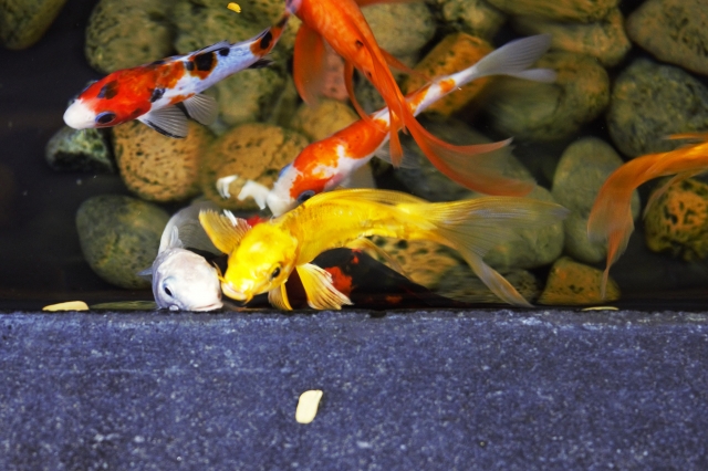 石が敷かれた水槽で泳ぐ色鮮やかな金魚や錦鯉の仲間