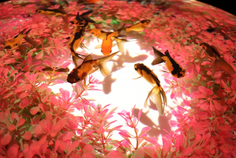 ピンクの水草に囲まれて泳ぐ出目金と金魚の群れ