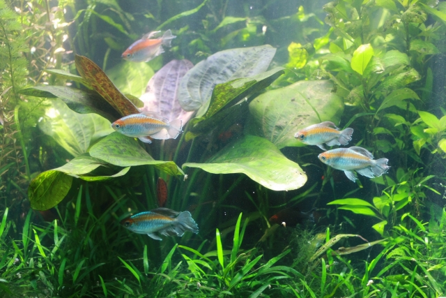 水草が茂る水槽内を泳ぐカラシン類と大型の葉の水草