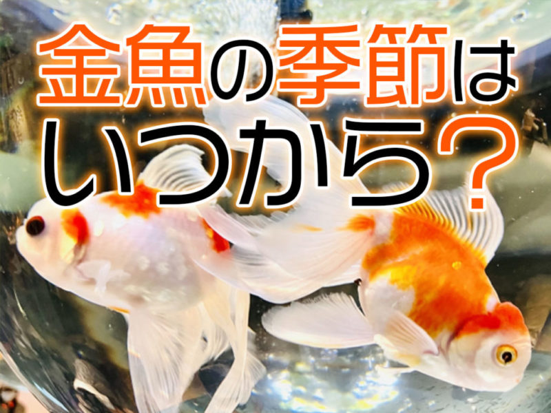 金魚の季節はいつから?準備におすすめの飼育用品・金魚イベント