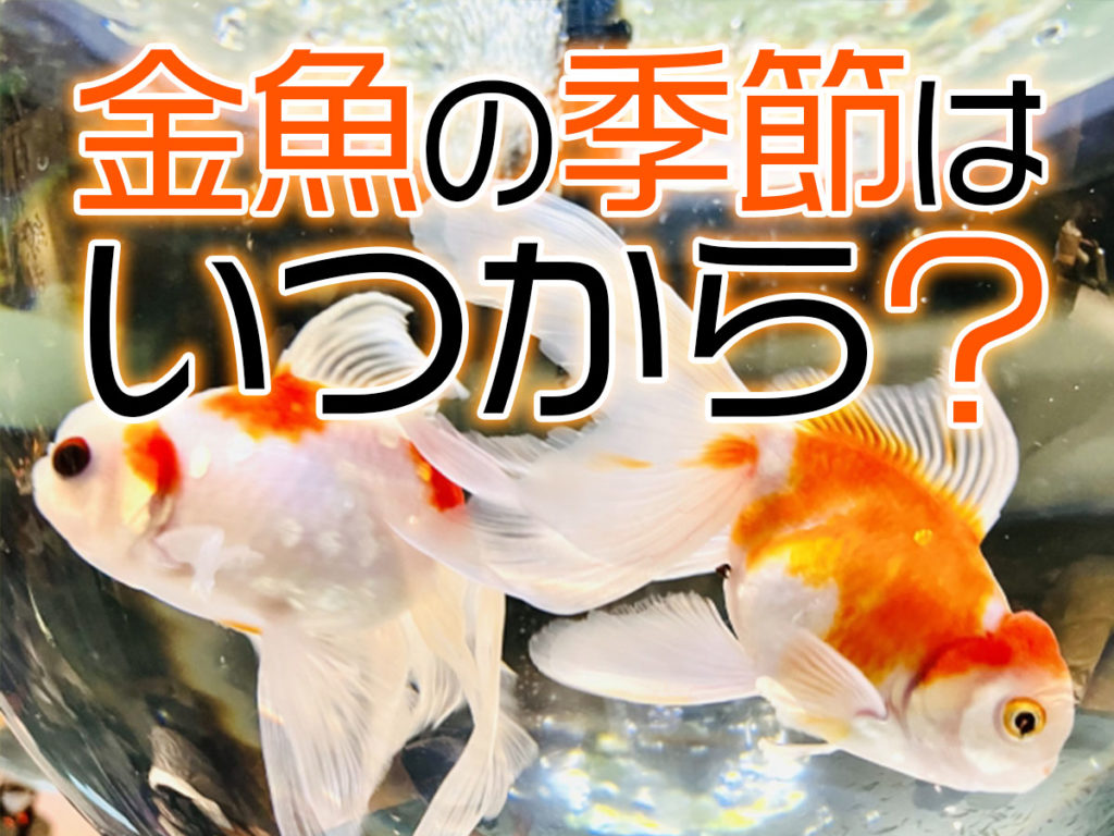 金魚の季節はいつから?準備におすすめの飼育用品・金魚イベントのサムネイル画像