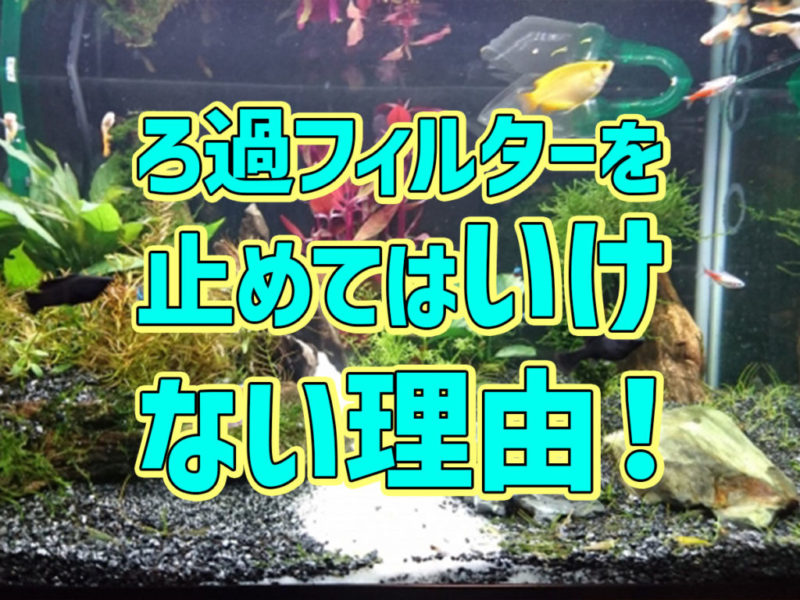 ろ過フィルターを止めてはいけない理由の見出し画像