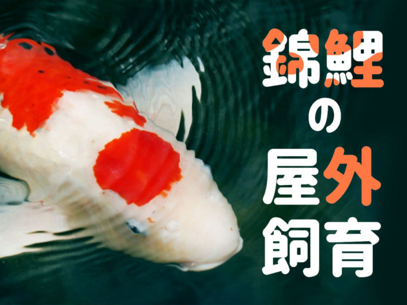 錦鯉の屋外飼育の文字と水面を泳ぐ紅白の錦鯉の見出し画像