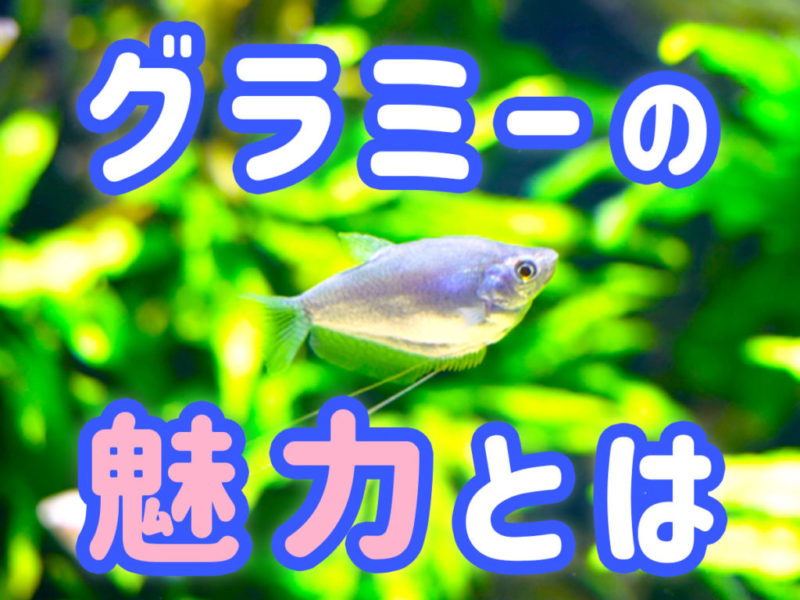 グラミーの魅力とはの文字と水草を泳ぐグラミーの見出し画像