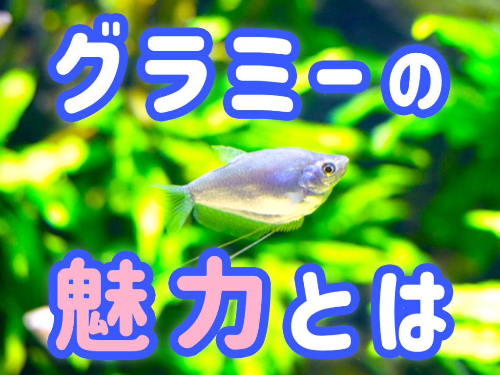 グラミーの魅力とは!特徴から魅力5つと水槽レイアウト事例を紹介のサムネイル画像