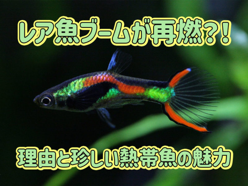 レア魚ブーム再燃の理由と珍しい熱帯魚の魅力の見出し画像