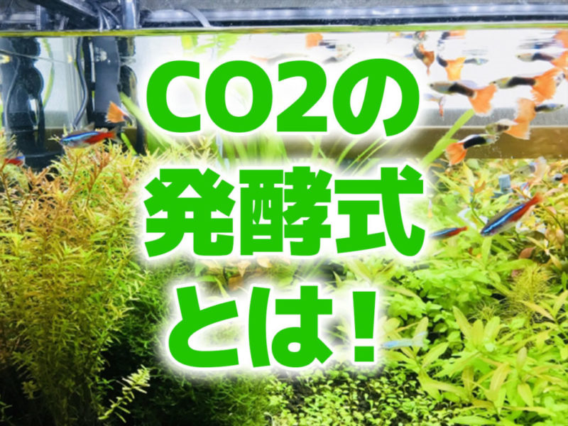CO2の発酵式とは!の文字と水草水槽の見出し画像