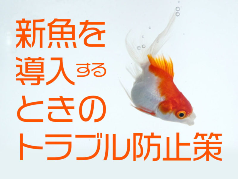 新魚導入時のトラブル防止策の文字と泳ぐ金魚の見出し画像