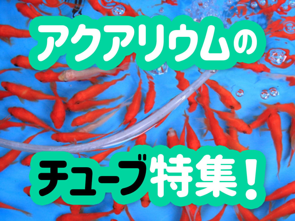 アクアリウムのチューブ特集!シリコンなど素材や交換時期、おすすめ商品のサムネイル画像