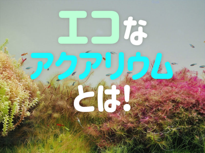 エコなアクアリウムとは！の文字と水草水槽の見出し画像