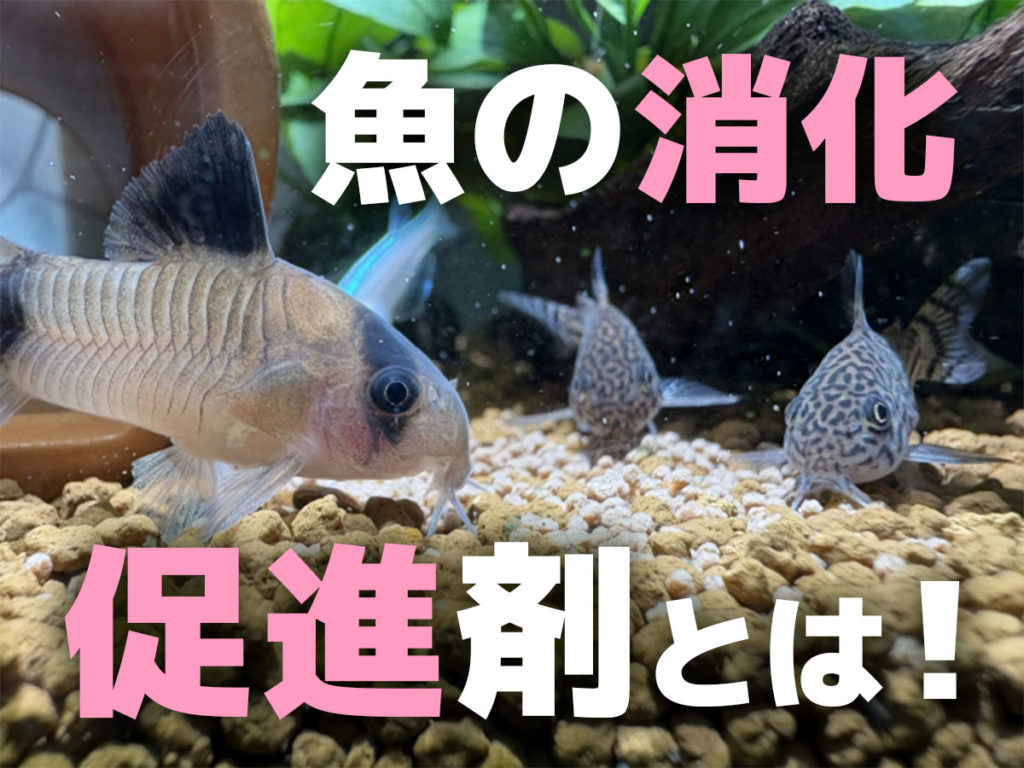 魚の消化促進剤とは！消化が良い餌・添加剤で魚の便秘を解消しようのサムネイル画像