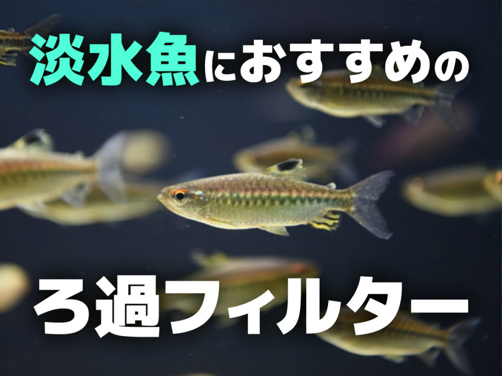 淡水魚のろ過フィルターとは!水槽サイズ別おすすめろ過フィルターも紹介のサムネイル画像