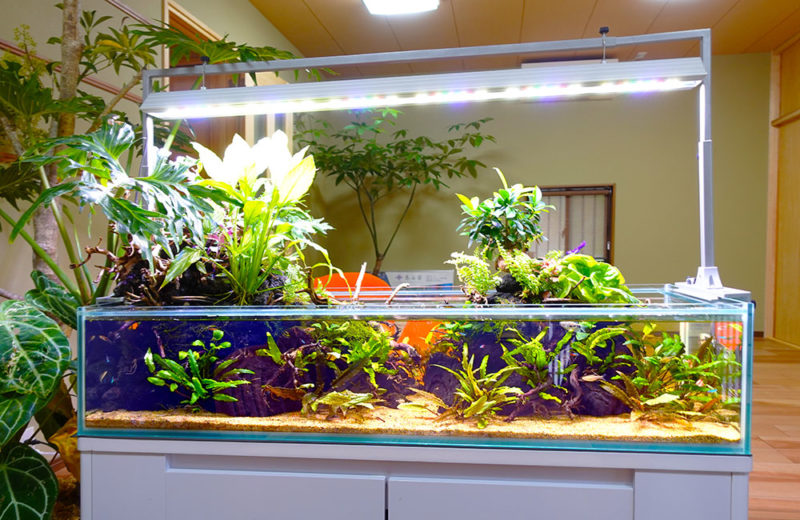 水草や観葉植物を配置した横長のアクアテラリウム水槽