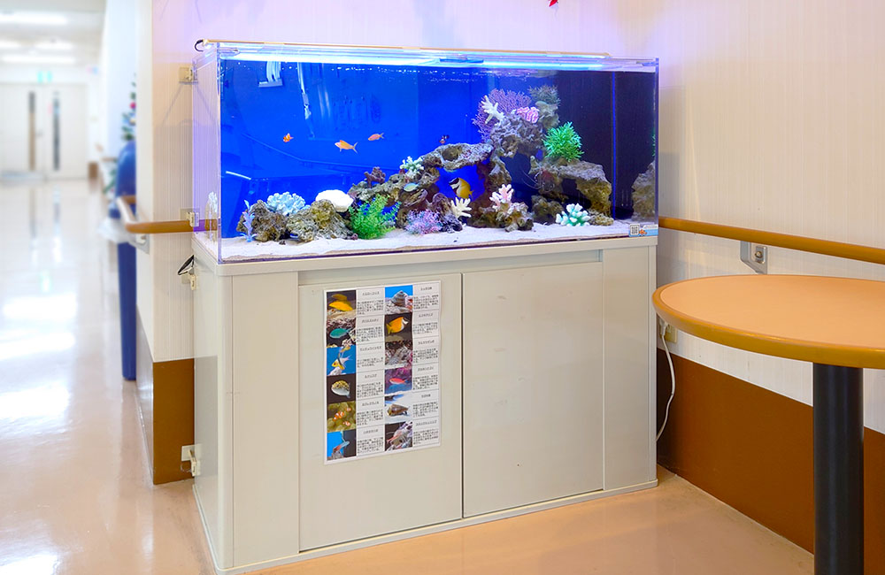 廊下に設置された海水魚水槽と魚の紹介掲示物
