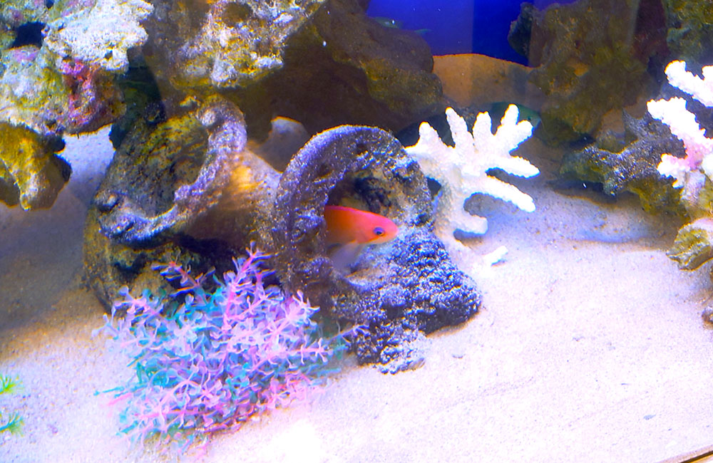 岩の隙間から顔を出す赤い海水魚と白いサンゴのレイアウト