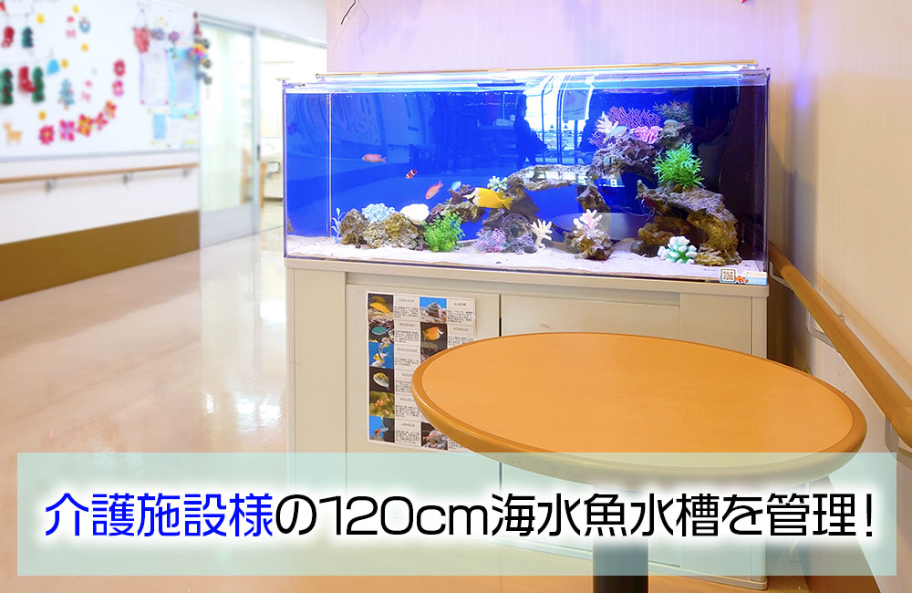 介護施設の120cm海水魚水槽を管理の見出し画像