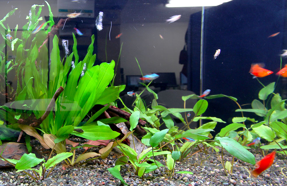 水草とネオンテトラの仲間が泳ぐ熱帯魚水槽の風景