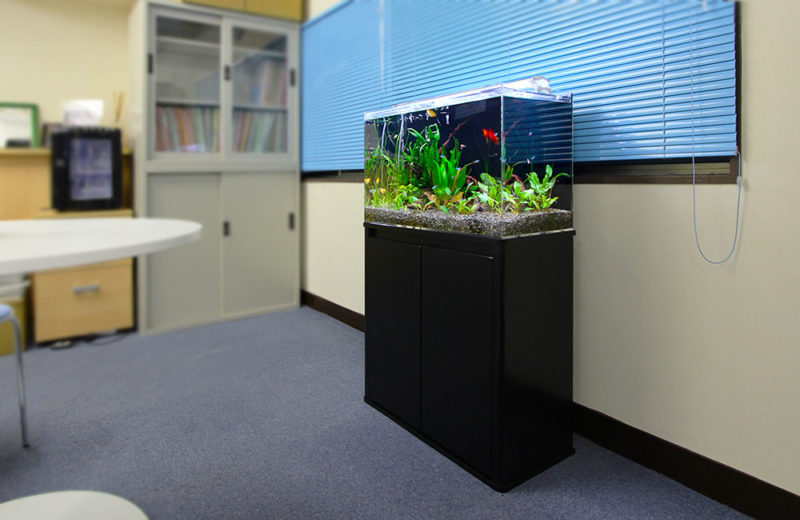 企業様の60cm淡水魚水槽!憩いの雰囲気を持つアクアリウム 水槽画像5