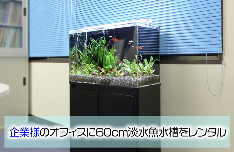 企業様の60cm淡水魚水槽!憩いの雰囲気を持つアクアリウム 水槽画像1