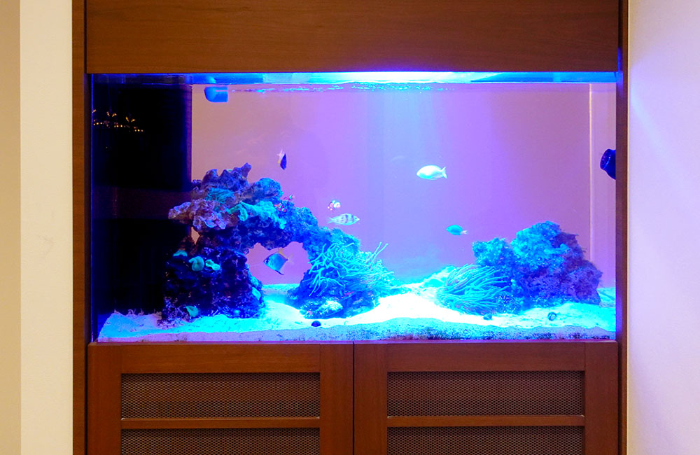 青い照明に照らされた海水魚水槽と木製キャビネット