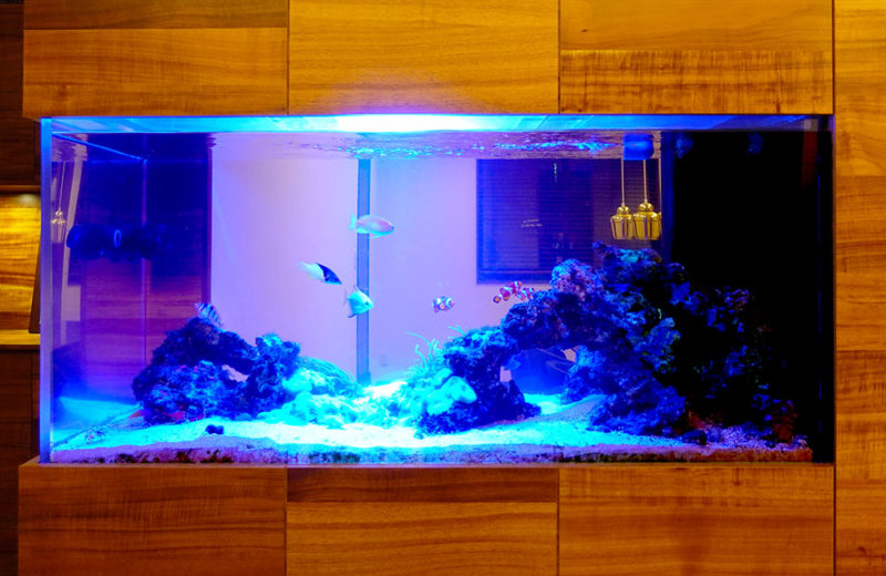 個人宅様の埋め込み式大型海水水槽をメンテナンス！その後の様子 水槽画像４