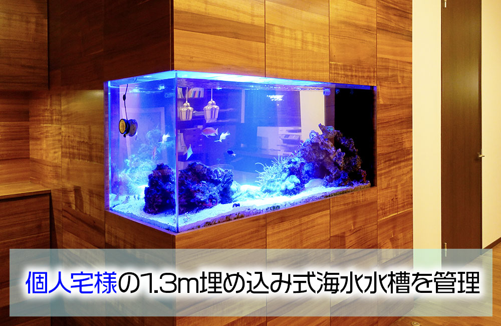 個人宅様の埋め込み式大型海水水槽をメンテナンス!その後の様子