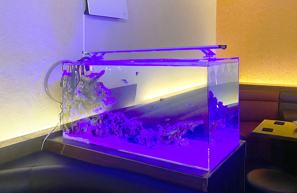 青い照明に照らされた海水魚水槽とライブロックのレイアウト