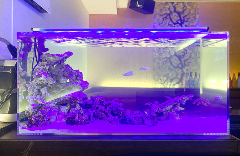 飲食店様の海水魚水槽を定期メンテナンス!外部フィルターで楽しむマリンアクアリウム 水槽画像2