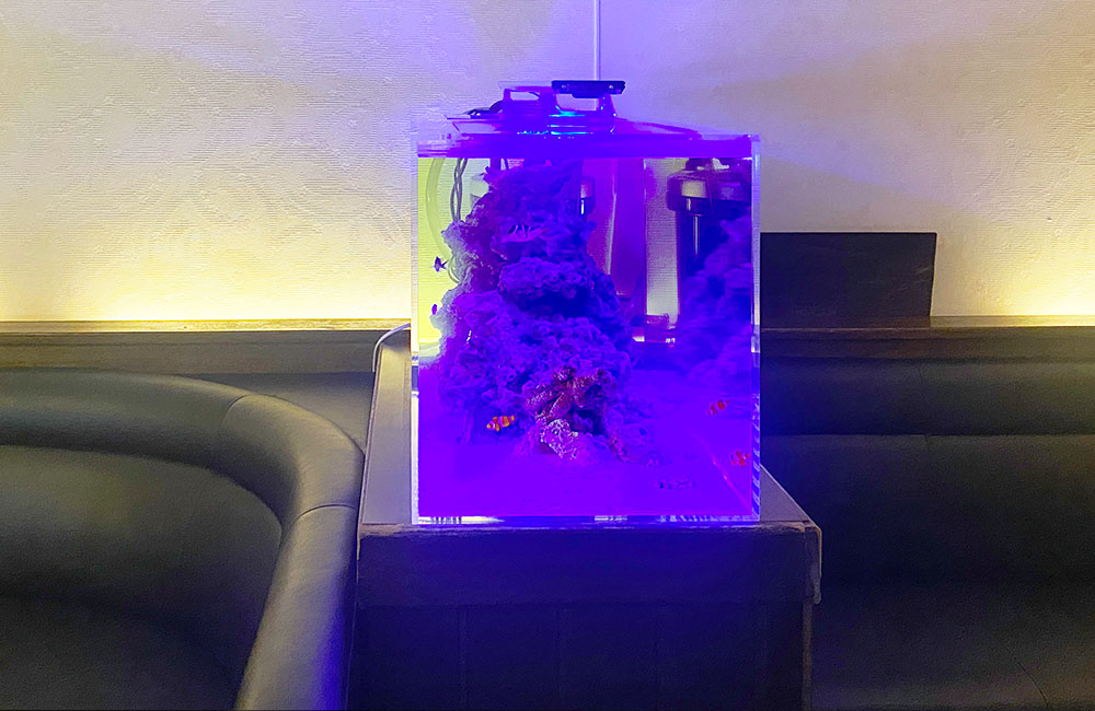 青い照明に照らされた海水魚水槽と店内の黒いソファ
