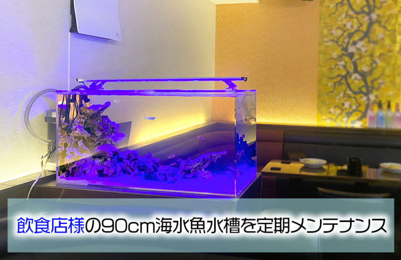 飲食店様の海水魚水槽を定期メンテナンス!外部フィルターで楽しむマリンアクアリウム 水槽画像1