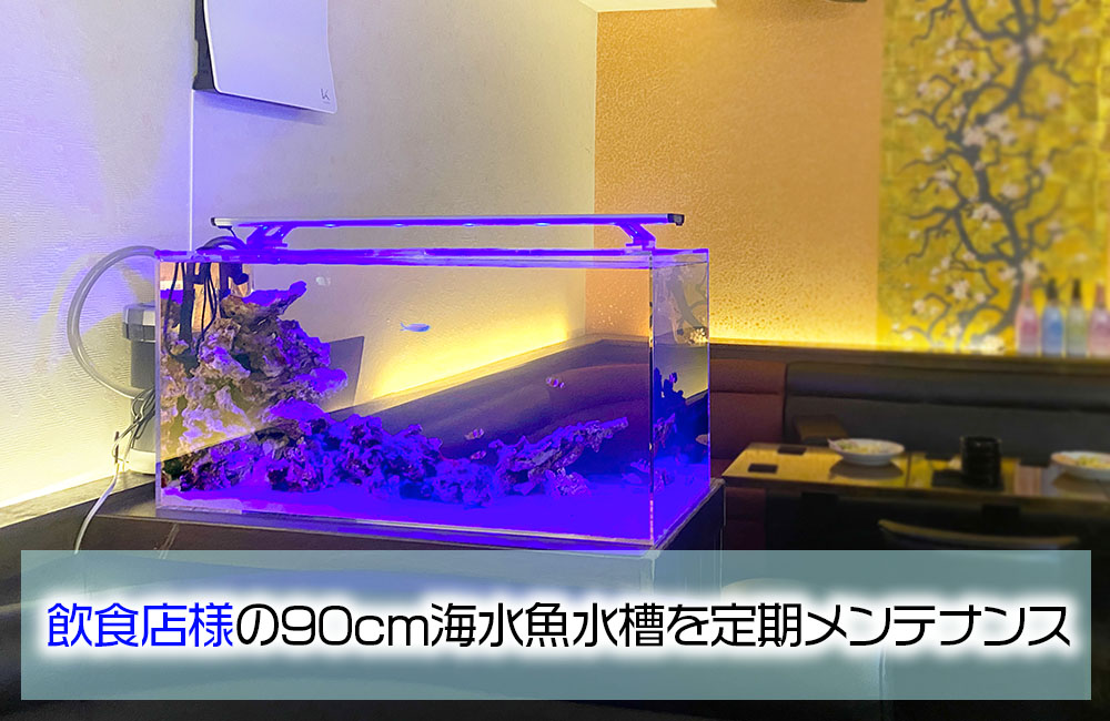 飲食店様の海水魚水槽を定期メンテナンス!外部フィルターで楽しむマリンアクアリウム メイン画像