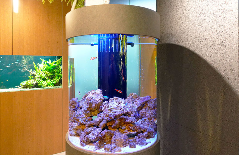 オフィスの直径80cm円柱水槽をメンテナンス！その後の様子 水槽画像２