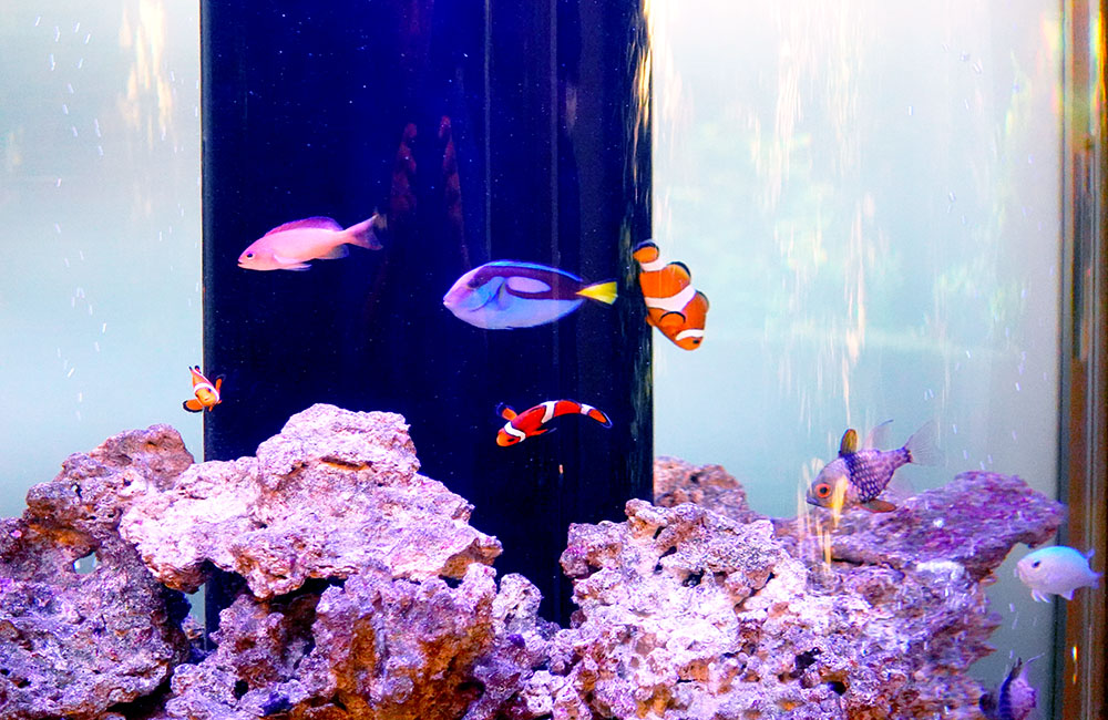 ライブロックとカクレクマノミが泳ぐ海水魚水槽の風景