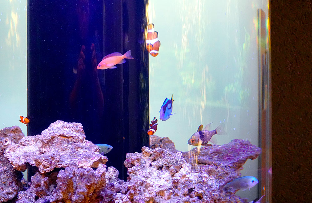 円柱水槽を泳ぐクマノミや海水魚とライブロックの景観