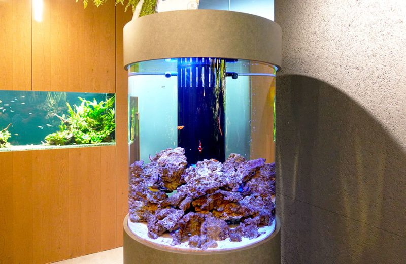 オフィスの直径80cm円柱水槽をメンテナンス！その後の様子 水槽画像５