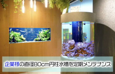 オフィスの直径80cm円柱水槽をメンテナンス！その後の様子