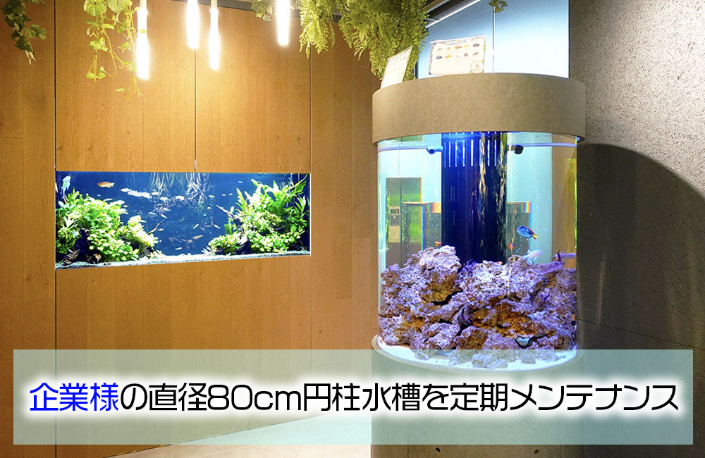 オフィスの直径80cm円柱水槽をメンテナンス！その後の様子
