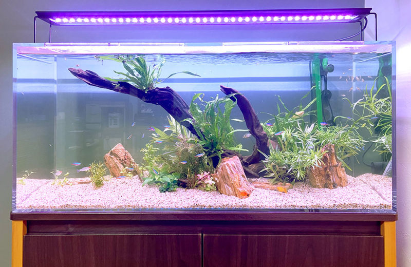 リビングの90cm淡水魚水槽！個人宅様に水槽レンタル 水槽画像４