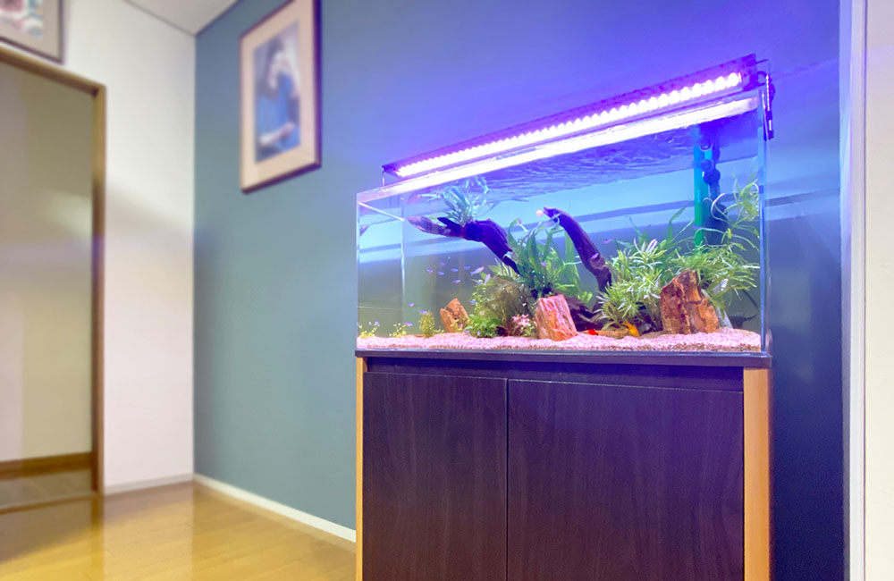 青い照明が灯る水草と流木を配置した屋内設置の水槽